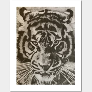 Tiger pencil drawing Posters and Art